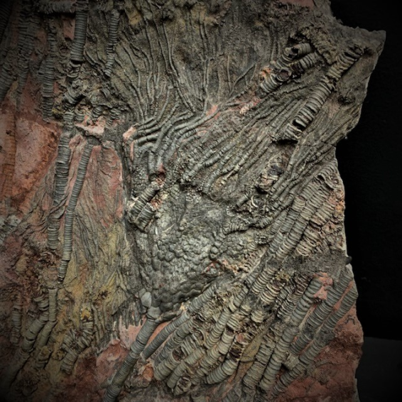 Fossile De Scyphocrinite Crino De Lys De Mer Millions D Ann Es