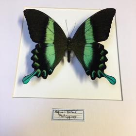 Cadre entomologique - Papilio Blumei