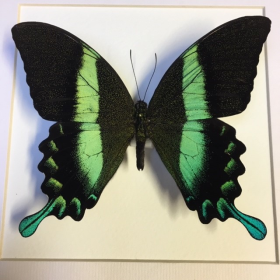 Cadre entomologique - Papilio Blumei