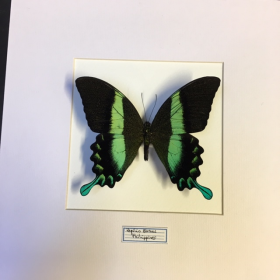 Cadre entomologique - Papilio Blumei