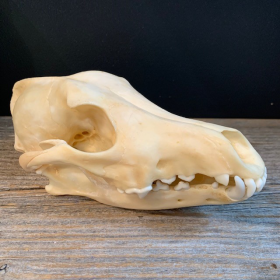 Coyote skull-Canis latrans