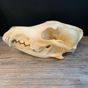 Coyote skull-Canis latrans