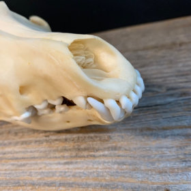 Coyote skull-Canis latrans