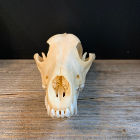 Coyote skull-Canis latrans