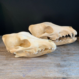 Coyote skull-Canis latrans