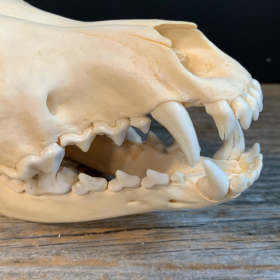 Coyote skull-Canis latrans