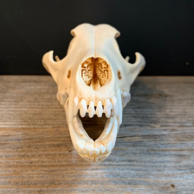 Coyote skull-Canis latrans