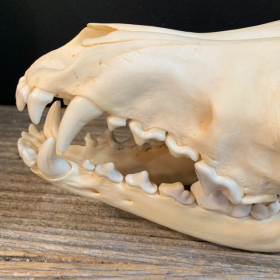 Coyote skull-Canis latrans