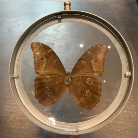 Butterfly in magnifying glass: Morpho Menelaus- Naturalist magnyfier