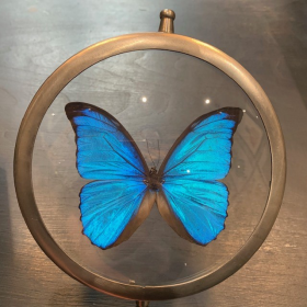 Butterfly in magnifying glass: Morpho Menelaus- Naturalist magnyfier