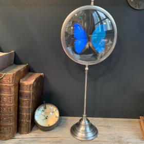 Butterfly in magnifying glass: Morpho Menelaus- Naturalist magnyfier