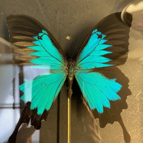 Cadre Transparent - Papilio Ulysses     LBM