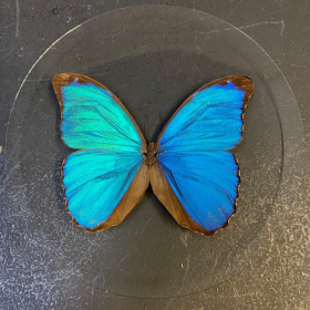 Butterfly in magnifying glass: Morpho Menelaus- Naturalist magnyfier