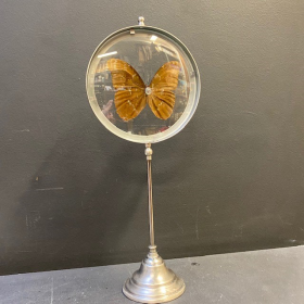 Butterfly in magnifying glass: Morpho Menelaus- Naturalist magnyfier