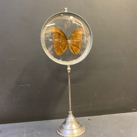 Butterfly in magnifying glass: Morpho Menelaus- Naturalist magnyfier