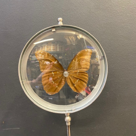 Butterfly in magnifying glass: Morpho Menelaus- Naturalist magnyfier