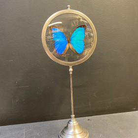 Butterfly in magnifying glass: Morpho Menelaus- Naturalist magnyfier