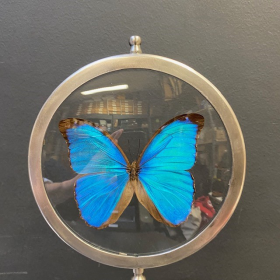 Butterfly in magnifying glass: Morpho Menelaus- Naturalist magnyfier