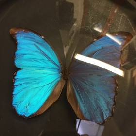 Morpho Didius : Très grande loupe Naturaliste XL