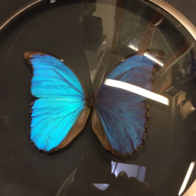 Morpho Didius : Très grande loupe Naturaliste XL