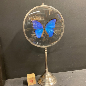 Naturalist Magnifier: Morpho Menelaus