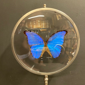 Morpho Didius : Très grande loupe Naturaliste XL