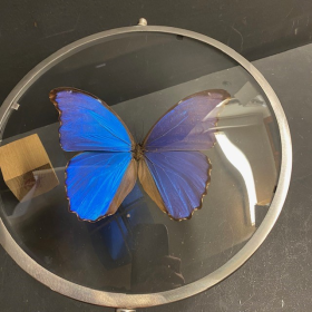 Morpho Didius : Très grande loupe Naturaliste XL