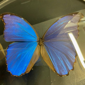 Morpho Didius : Très grande loupe Naturaliste XL