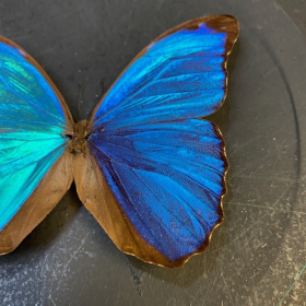 Butterfly in magnifying glass: Morpho Menelaus- Naturalist magnyfier