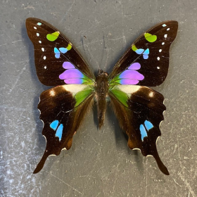 Loupe Naturaliste Graphium Weiskei