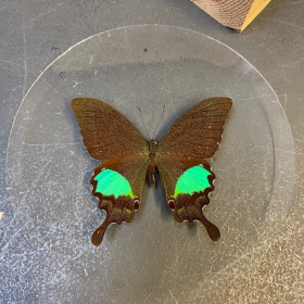 Papillon en loupe: Papilio Karna - Loupe Naturaliste L