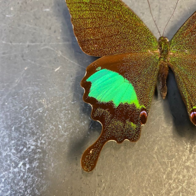 Papillon en loupe: Papilio Karna - Loupe Naturaliste L