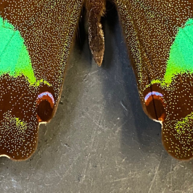 Papillon en loupe: Papilio Karna - Loupe Naturaliste L