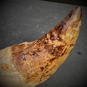 Fossil tooth of Basilosaurus - from Morocco - Priabonian period