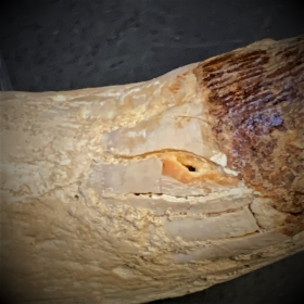 Fossil tooth of Basilosaurus - from Morocco - Priabonian period