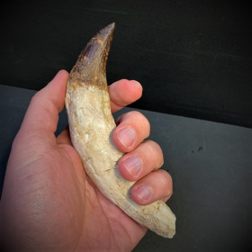 Fossil tooth of Basilosaurus - from Morocco - Priabonian period