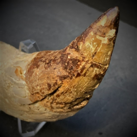 Fossil tooth of Basilosaurus - from Morocco - Priabonian period