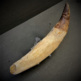 Fossil tooth of Basilosaurus - from Morocco - Priabonian period