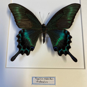 Cadre entomologique - Papilio Maackii