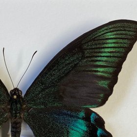 Cadre entomologique - Papilio Maackii