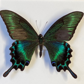 Cadre entomologique - Papilio Maackii