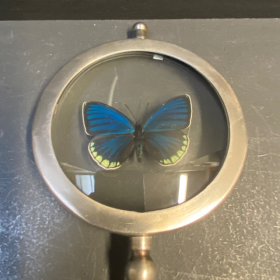 Magnifying Glass Butterfly : Eumaeus godarti- Naturalist Magnifier