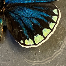 Papillon en loupe : Eumaeus godarti - Loupe Naturaliste S