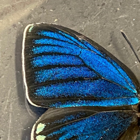 Papillon en loupe : Eumaeus godarti - Loupe Naturaliste S