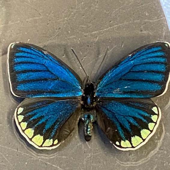 Magnifying Glass Butterfly : Eumaeus godarti- Naturalist Magnifier