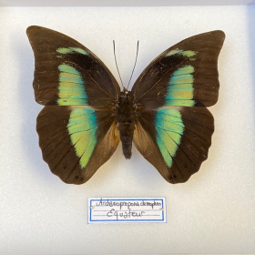 Entomological Box - Archaeoprepona demophon butterfly