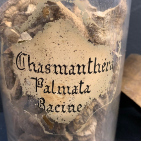 Chasmanthera palmata (Racine) / Colombo - Flacon de pharmacie / Herboristerie en verre soufflé - XIXème siècle