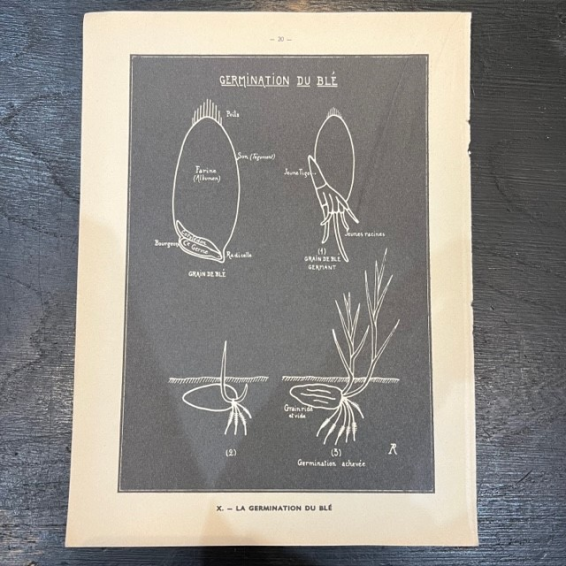 Planche ancienne d'Histoire Naturelle en noir et blanc