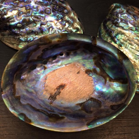 Abalone Paua