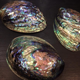 Abalone Paua